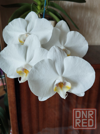 Подросток белой орхидеи Донецк - изображение 7