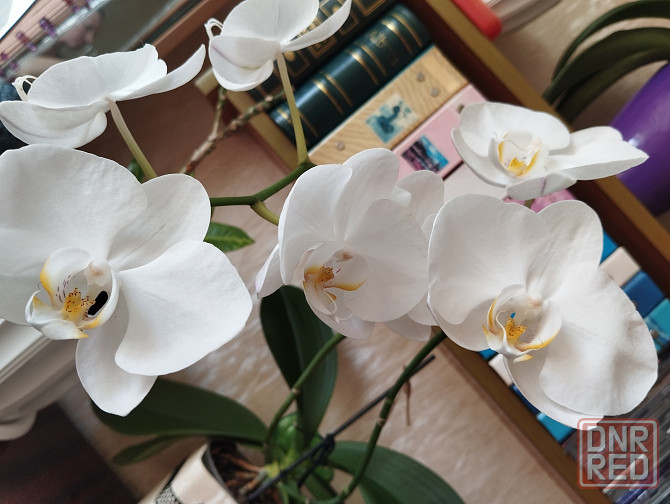 Подросток белой орхидеи Донецк - изображение 5