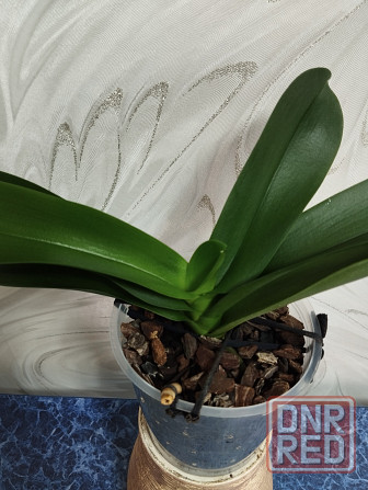 Подросток белой орхидеи Донецк - изображение 3