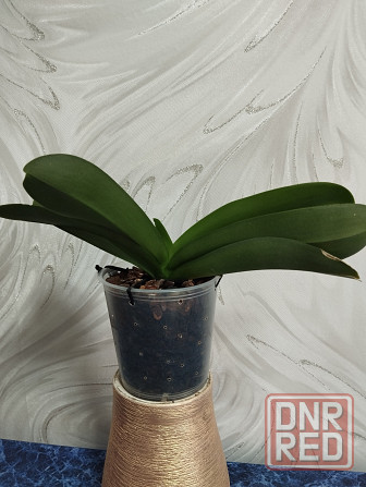 Подросток белой орхидеи Донецк - изображение 2