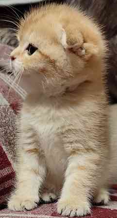 Шотландский вислоухий Донецк