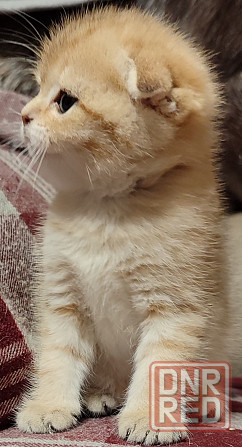 Шотландский вислоухий Донецк - изображение 1