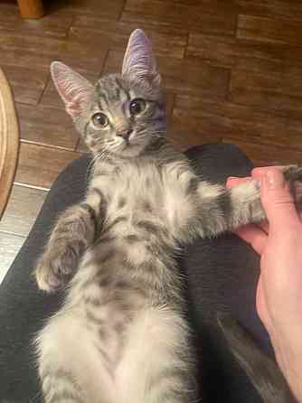 Отдам котëнка в заботливые ручки! Донецк