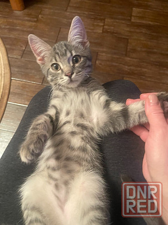 Отдам котëнка в заботливые ручки! Донецк - изображение 1