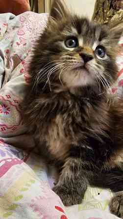 Котёнок Мейн-кун девочка Донецк