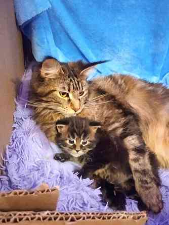 Котёнок Мейн-кун девочка Донецк