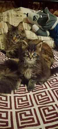 Котёнок Мейн-кун девочка Донецк