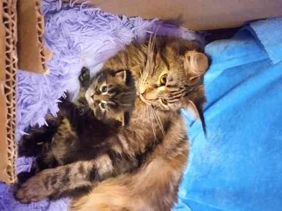 Котёнок Мейн-кун девочка Донецк