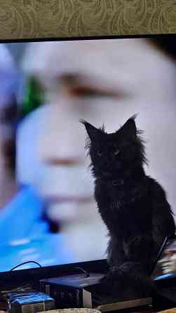 Котёнок Мейн-кун девочка Донецк