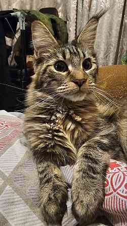 Котёнок Мейн-кун девочка Донецк