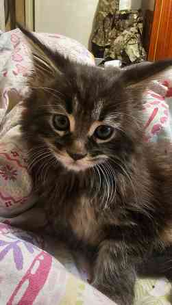 Котёнок Мейн-кун девочка Донецк