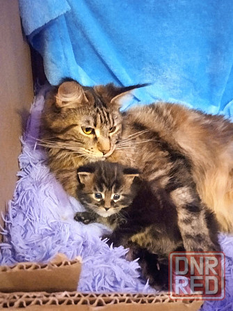 Котёнок Мейн-кун девочка Донецк - изображение 2