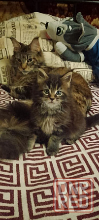 Котёнок Мейн-кун девочка Донецк - изображение 1