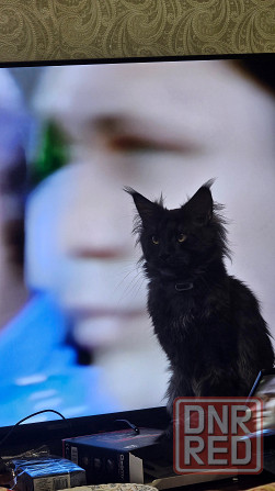 Котёнок Мейн-кун девочка Донецк - изображение 4