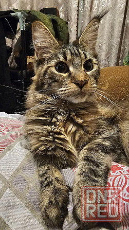 Котёнок Мейн-кун девочка Донецк - изображение 3