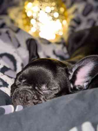 Продам французского бульдога; девочка; 4 месяца; Донецк; Донецк