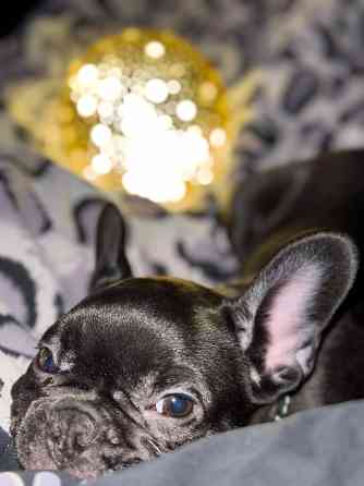 Продам французского бульдога; девочка; 4 месяца; Донецк; Донецк