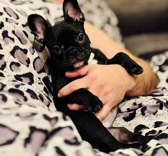 Продам французского бульдога; девочка; 4 месяца; Донецк; Донецк