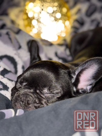 Продам французского бульдога; девочка; 4 месяца; Донецк; Донецк - изображение 2