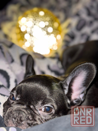 Продам французского бульдога; девочка; 4 месяца; Донецк; Донецк - изображение 3