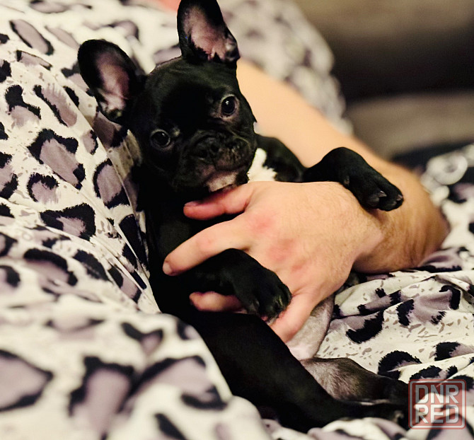 Продам французского бульдога; девочка; 4 месяца; Донецк; Донецк - изображение 1