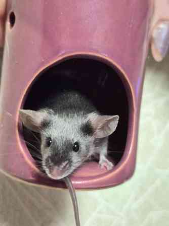 Продаёться сатиновый декоративный мышонок Харцызск