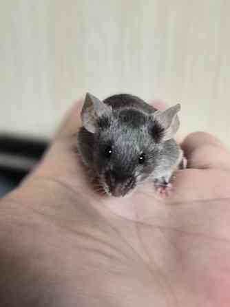 Продаёться сатиновый декоративный мышонок Харцызск