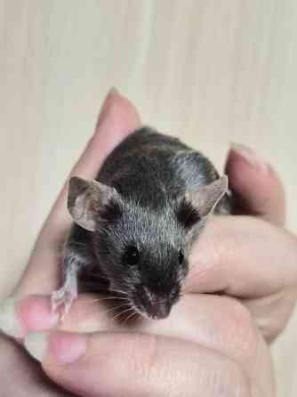 Продаёться сатиновый декоративный мышонок Харцызск