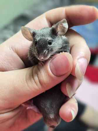 Продаёться сатиновый декоративный мышонок Харцызск