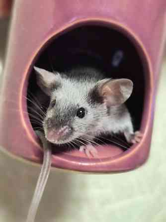 Продаёться сатиновый декоративный мышонок Харцызск