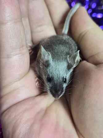 Продаються сатиновые декоративные мышки Харцызск