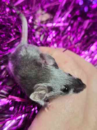 Продаються сатиновые декоративные мышки Харцызск