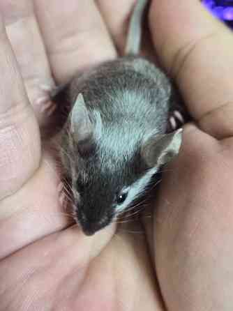Продаються сатиновые декоративные мышки Харцызск