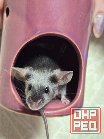 Продаёться сатиновый декоративный мышонок Харцызск - изображение 3