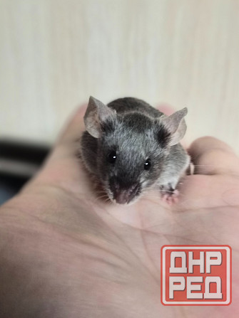 Продаёться сатиновый декоративный мышонок Харцызск - изображение 5