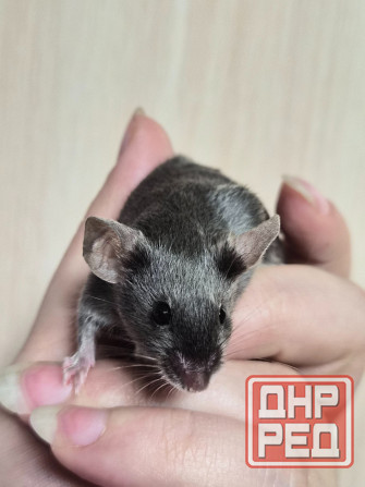 Продаёться сатиновый декоративный мышонок Харцызск - изображение 6