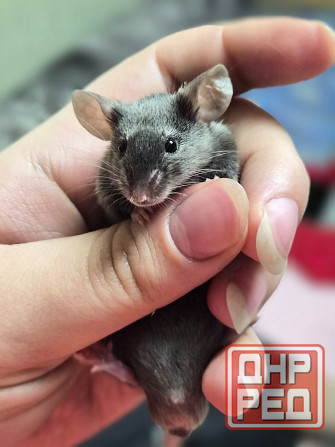 Продаёться сатиновый декоративный мышонок Харцызск - изображение 1