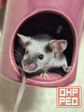 Продаёться сатиновый декоративный мышонок Харцызск - изображение 2