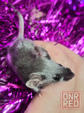 Продаються сатиновые декоративные мышки Харцызск - изображение 2