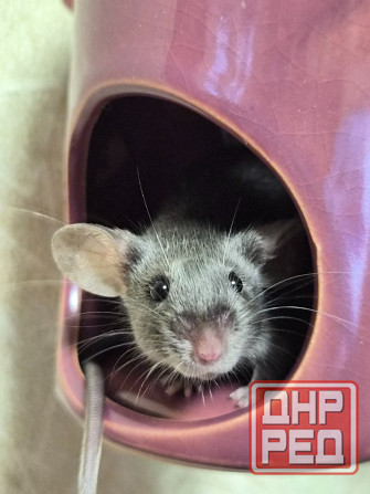 Продаёться сатиновый декоративный мышонок Харцызск - изображение 7