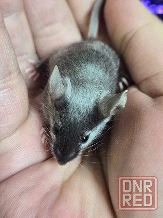 Продаються сатиновые декоративные мышки Харцызск - изображение 1