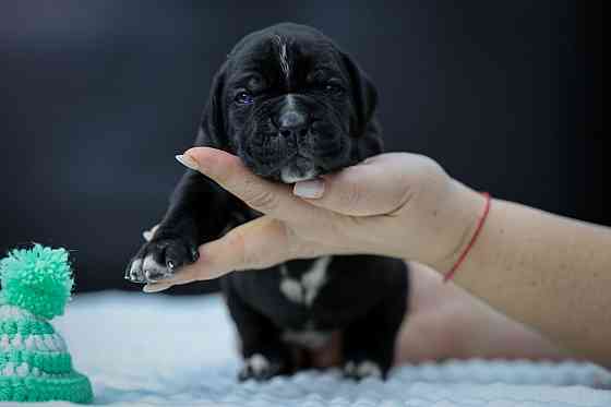 Щенки Кане корсо Донецк