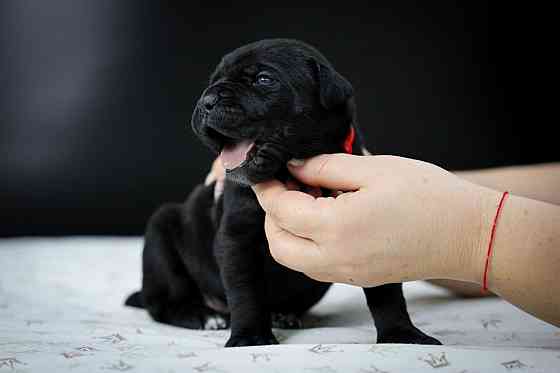 Щенки Кане корсо Донецк