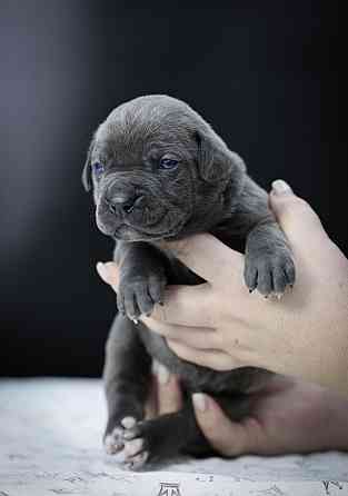 Щенки Кане корсо Донецк