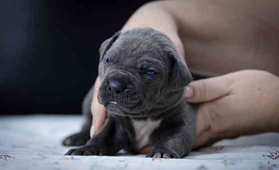 Щенки Кане корсо Донецк