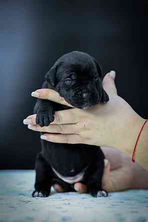 Щенки Кане корсо Донецк