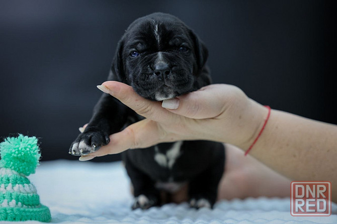 Щенки Кане корсо Донецк - изображение 5