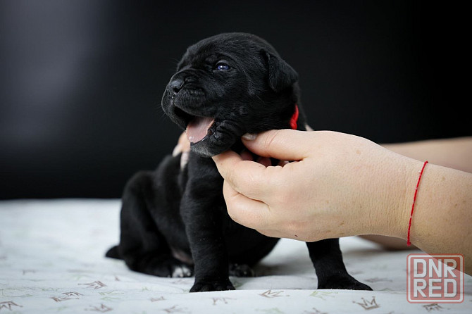 Щенки Кане корсо Донецк - изображение 3