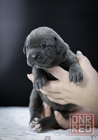 Щенки Кане корсо Донецк - изображение 1