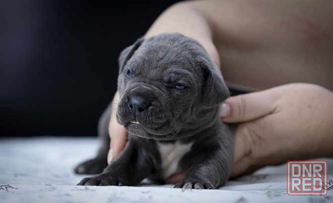 Щенки Кане корсо Донецк - изображение 2